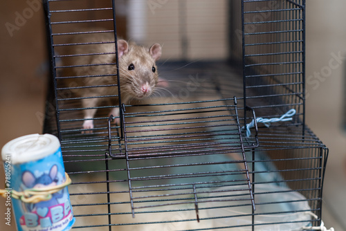 Domestic rat in a cage holds food with its paws and eats. A rodent with whiskers, a tail, and whitefooted mice is sitting in a cage, gazing out the window. It may be a pet or a pest like packrats photo
