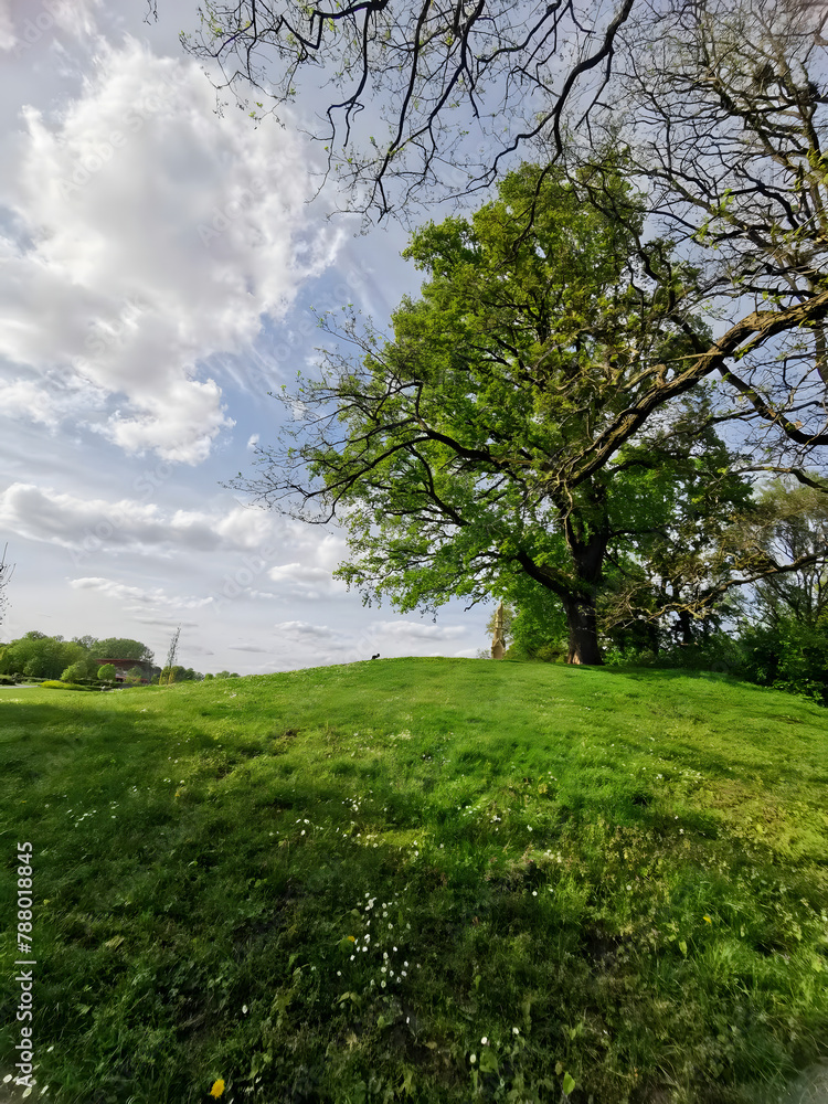 Fototapeta premium tree in the park