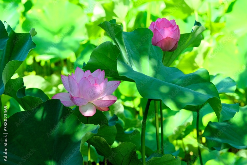 pink lotus in full blooming pink lotus in full blooming