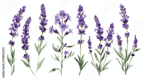 Lavender flowers set Provence floral herbs