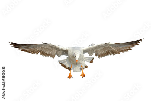 Beautiful seagull flying isolated on transparent background. photo