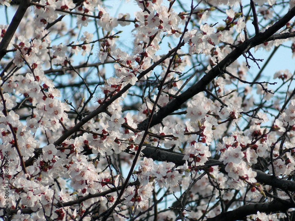 Obraz premium Apricot blossom close-up, summer, many white flowers, fruit tree, Ukraine
