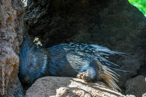 Beautiful porcupine taking a nap in nature