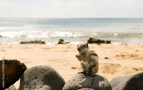 Squirrel close-up on the beaches of Tenerife

