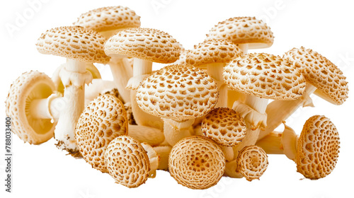 A cluster of fresh morel mushrooms with distinctive honeycomb-like caps, showcasing their unique texture against a white background. photo