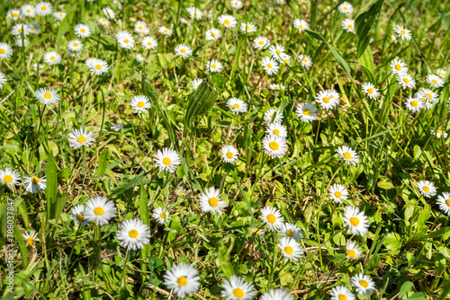 Um mar de Margaridas: Um campo de flores entrelaçado com a verde grama photo