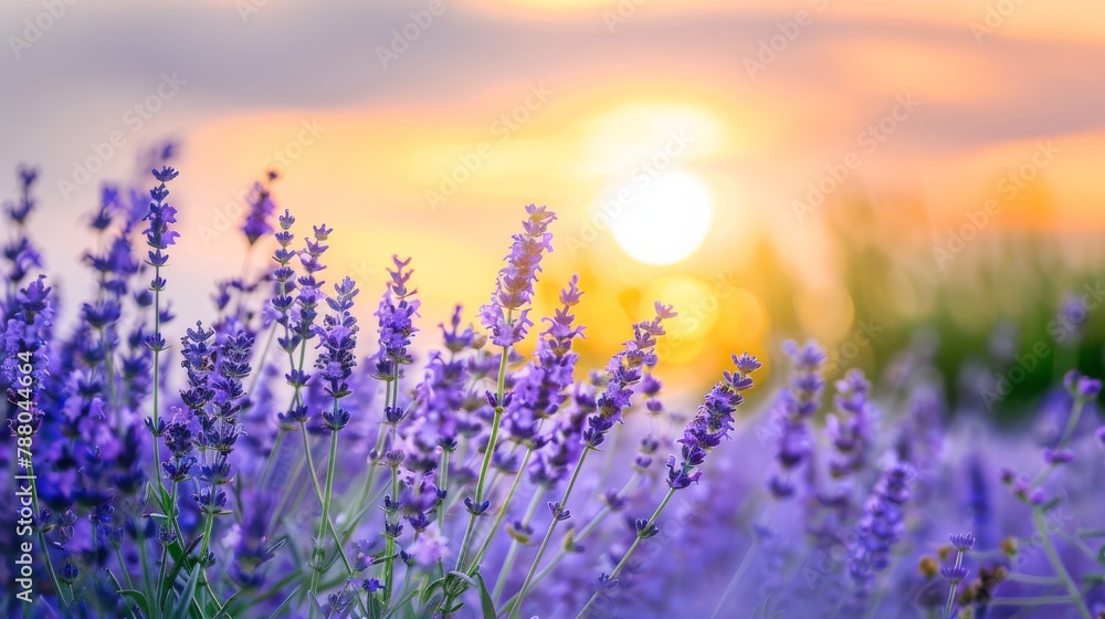 Fototapeta premium Amazing blooming landscape with purple lavender fields in summer in France