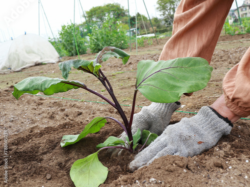 野菜苗を植えるシニア女性の手