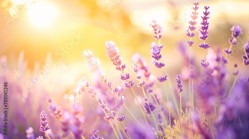 Aromatherapy lavender flowers - Sunset over a summer purple lavender field . Bunch of scented flowers in the lavanda fields in summer in France