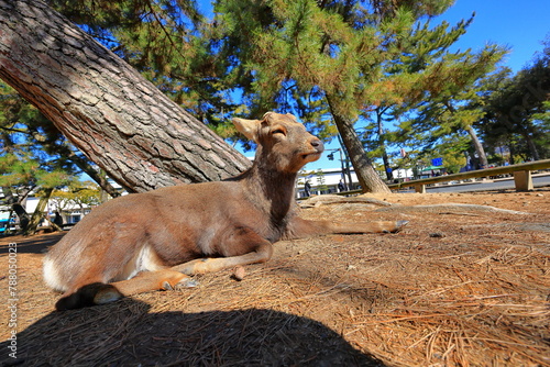 Tame Deer at Nara Park, a park with ancient temples in Nara, Japan photo