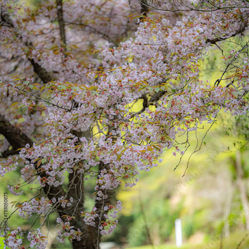 4月の朝 photo