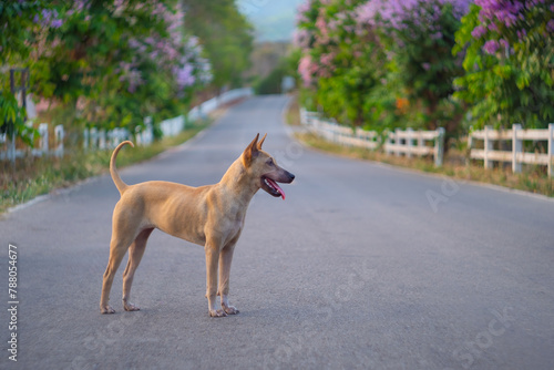 A tan dog stands attentively in the middle of a deserted road with blooming trees and white fences in the background.