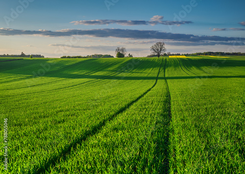 Huge green cereal field in spring in an ecological farming area © barytek