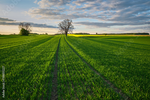 A green field sown with wheatgrass