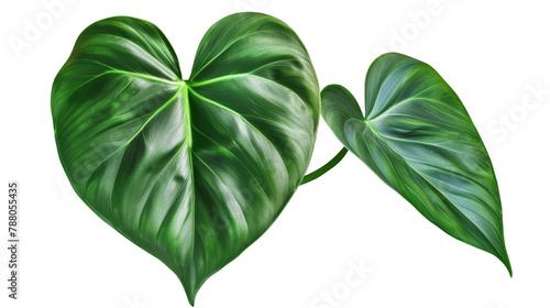 Heart-shaped dark green leaf of philodendron tropical foliage plant, indoor houseplant isolated on transparent white background
