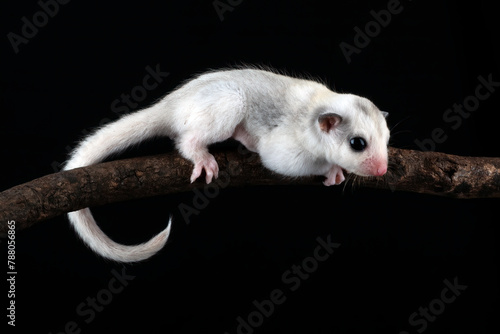 Close-up of a baby sugar glider (Petaurus breviceps) on a branch, Indonesia photo