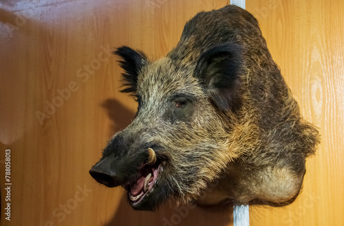 Cabeza de un jabalí macho, Sus scrofa, disecada y colgada en una pared. Stand de un taxidermista en la VIII Feria de Caza de San Silvestre de Guzmán en septiembre de 2019, Huelva, España. photo