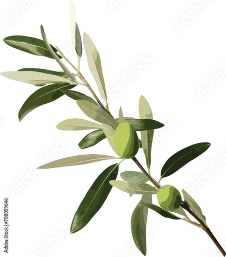 Lush Olive Branch, Isolated on Transparent Background