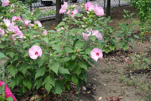 Shrub of Hibiscus moscheutos with light pink flowers in August photo