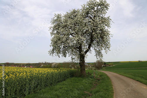 Landscape with a flowering tree and a road