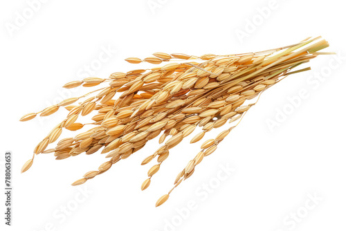 fresh yellow rice ears
isolated on white background