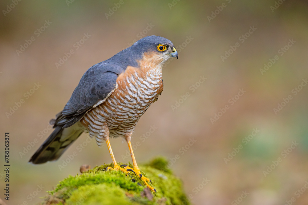 Fototapeta premium krogulec (Accipiter nisus)