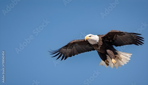 american bald eagle