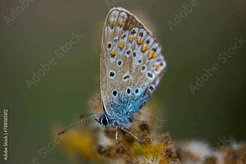 Wallpaper Mural  Insekt Schmetterling Bläuling Polyommatus Icarus auf Pflanze sitzend mit geschlossenen Flügeln halbfrontal Makro Fotografiert Torontodigital.ca