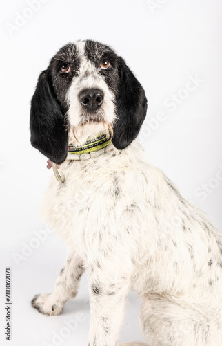 photo of a dog posing for adoption