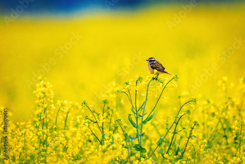 A whinchat in a yellow Canola field © hecke71