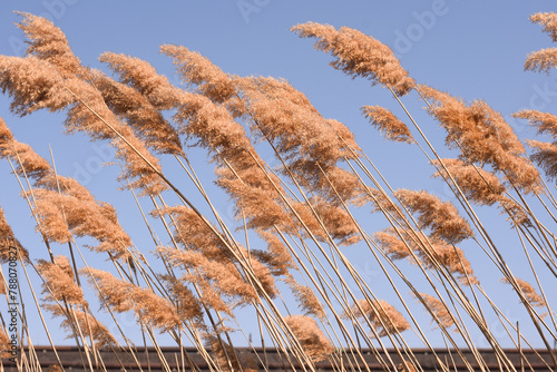 Ordinary reed, dry spikelets against the blue sky.