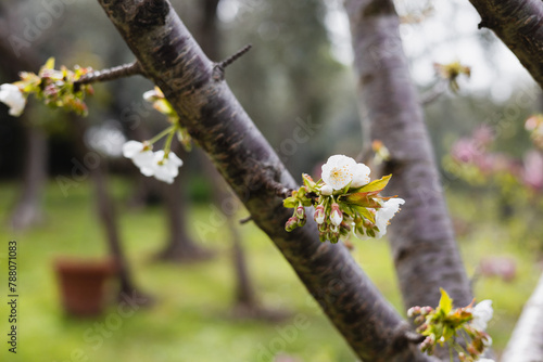 Bright colorful flowers on branches in the garden - spring flowering period - garden fruit tree