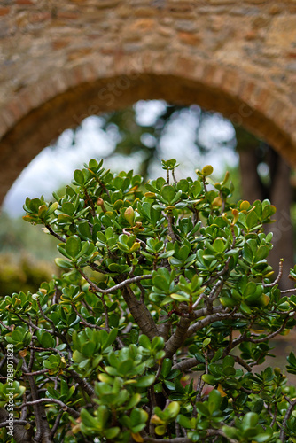 Picturesque view of the nature of Liguria - Juicy dense green leaves of Crassula against the background of a stone arch in the garden