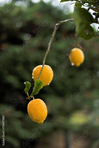 Bright juicy ripe yellow lemons with a thick aroma of citrus peel - fruit trees in an Italian garden