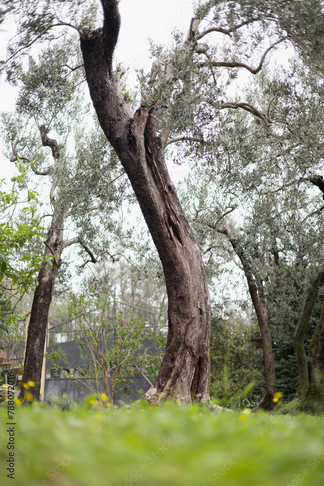 Fototapeta premium Picturesque view of the nature of Liguria - trees in an old olive garden