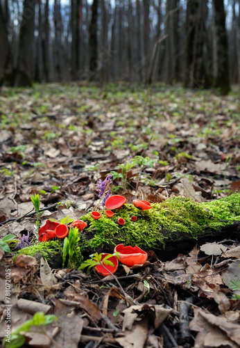 Spring edible red mushrooms Sarcoscypha grow in forest. close up. sarcoscypha austriaca or Sarcoscypha coccinea - mushrooms of early spring season, known as Scarlet elf cup. fresh fungus picking