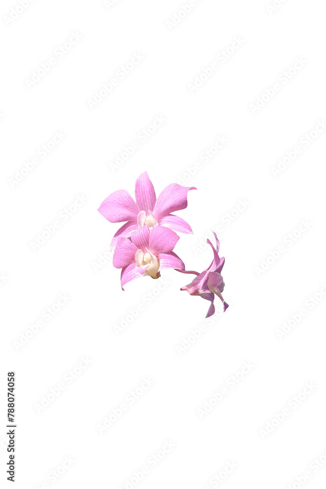 Isolated Pink Orchid on a Plain White Background. Isolated Pink Orchid on a Plain White Background.