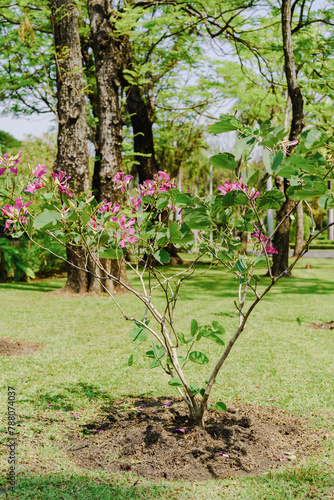 Pink Bougainvillea Sapling Flourishing in Park  © InfinitePhoto