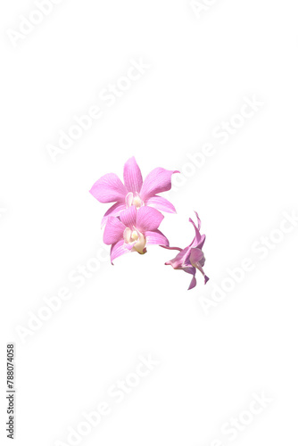 Isolated Pink Orchid on a Plain White Background.