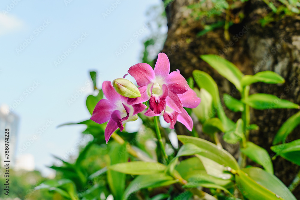 Pink Orchids Blooming in Natural Setting. Pink Orchids Blooming in Natural Setting.