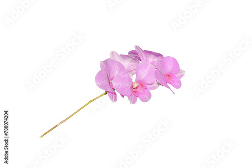 Vibrant Pink Orchid Isolated on White. © InfinitePhoto