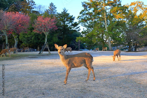 Tame Deer at Nara Park, a park with ancient temples in Nara, Japan photo