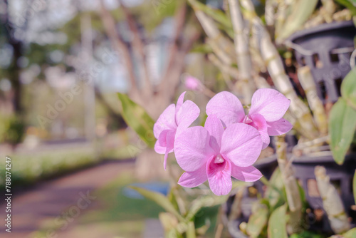 Cluster of soft pink orchid flowers captured in gentle sunlight with a dreamy blurred background of a park setting. © InfinitePhoto