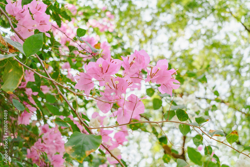 Pale pink bougainvillea flowers cascading among green leaves, with dappled sunlight filtering through the foliage. © InfinitePhoto