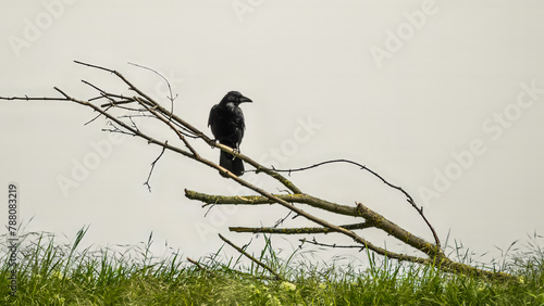 A carrion crow perching on a dry branch lying in the green grass