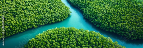 Drone captures mangrove forest absorbing co2 for carbon neutrality and zero emissions photo