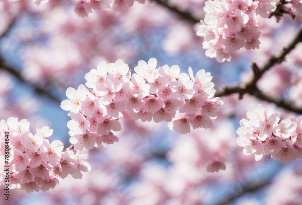 Amidst the gentle spring breeze, delicate cherry blossoms unfurl in a radiant display of pink and white, their ethereal beauty a testament to the ephemeral magic of nature.. AI generated. Amidst the gentle spring breeze, delicate cherry blossoms unfurl in a radiant display of pink and white, their ethereal beauty a testament to the ephemeral magic of nature.. AI generated.