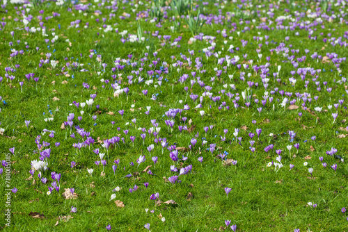 Blühende Krokusse auf einer  Blumenwiese, Deutschland