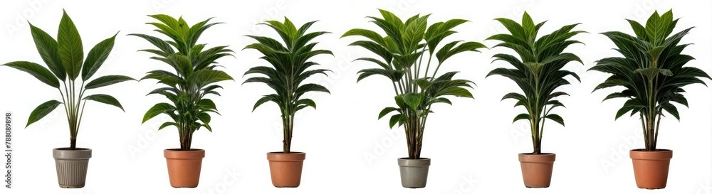 Beautiful Plants in Ceramic Pots on White Background
