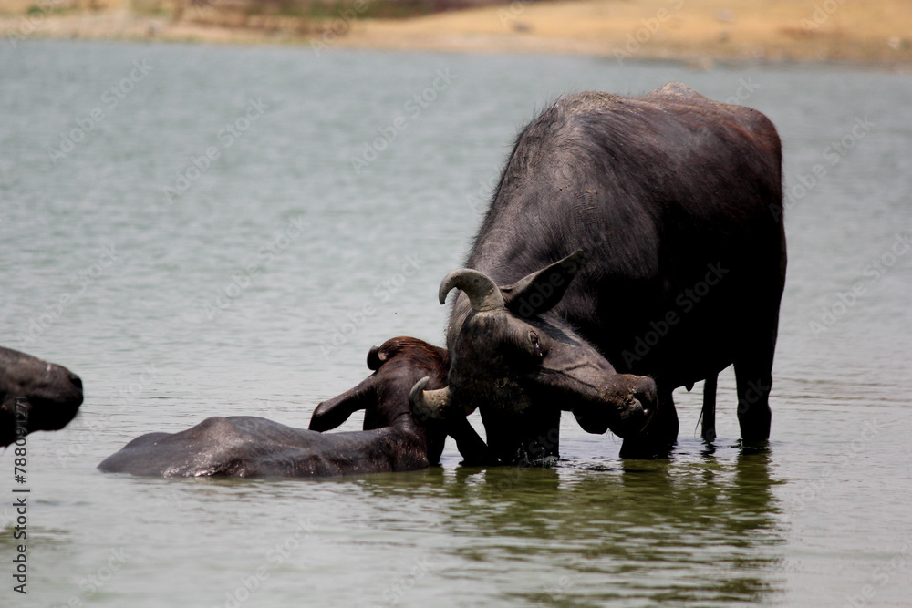 close up shot of buffalo italian buffalo and indian buffalo at water lake close up shot of buffalo italian buffalo and indian buffalo at water lake